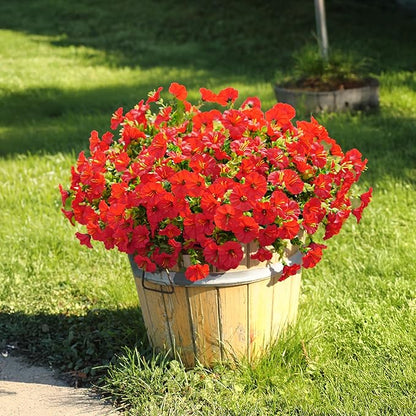 🌸 Spring Summer Home Decoration - 🌿 Morning Glory